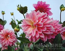 大丽花