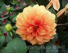 大丽花