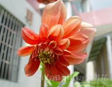 大丽花