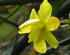 迎春花