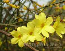 迎春花