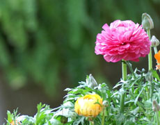 花毛茛