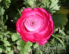 花毛茛