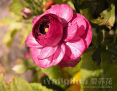 花毛茛