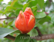 石榴