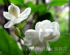 茉莉花