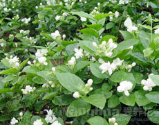 茉莉花
