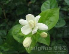 茉莉花