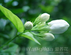 茉莉花