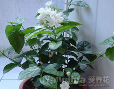 茉莉花