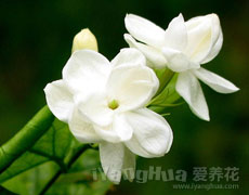 茉莉花