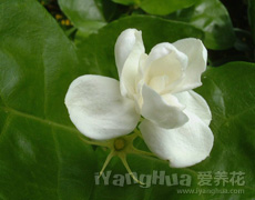 茉莉花