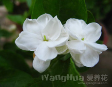 茉莉花