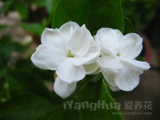 十一种不宜放在卧室里的花