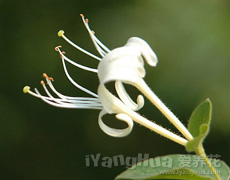 金银花