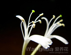 金银花