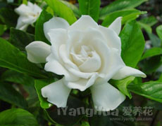 栀子花