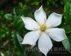 栀子花