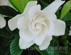 栀子花