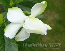 栀子花