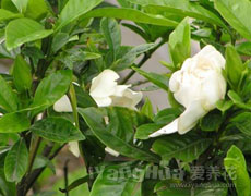 栀子花