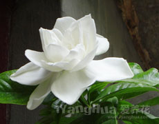 栀子花