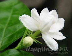 栀子花