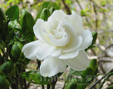 栀子花