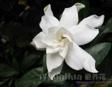 栀子花