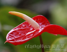 火鹤花