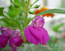 凤仙花
