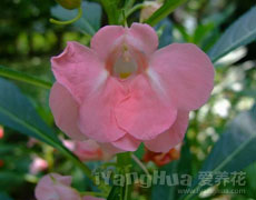凤仙花