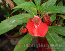 凤仙花