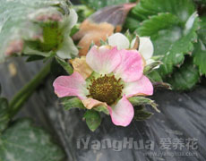 草莓