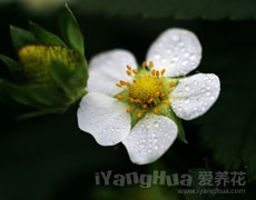 草莓