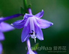 玉簪