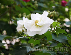 木芙蓉