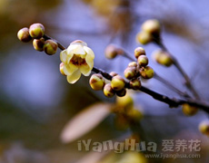 腊梅