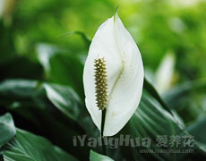 白鹤芋