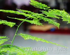 文竹
