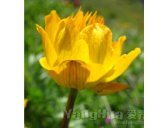 金莲花