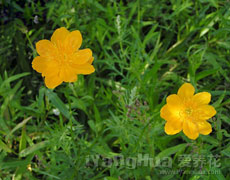 金莲花