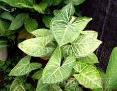 合果芋