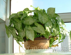 合果芋