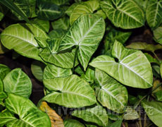 合果芋