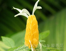 金苞花