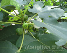 无花果