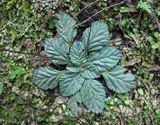 苔珊瑚