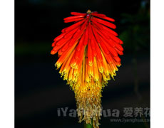 火炬花