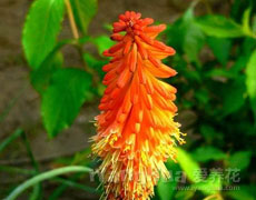 火炬花